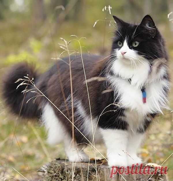 kitty cat with attitude