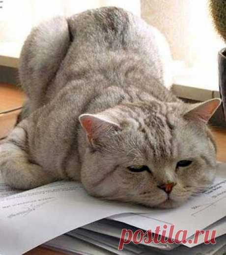 #CuteCats... - Meow Moe