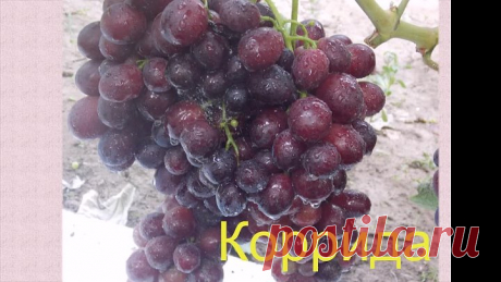Новинки_2019