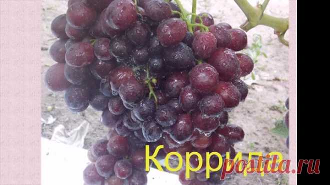 Новинки_2019