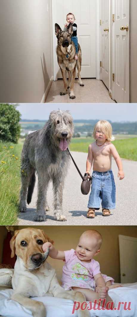 Маленькие дети и их большие собаки