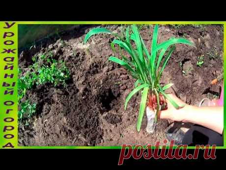 ТОНКОСТИ ПОСАДКИ РАССАДЫ КУКУРУЗЫ В ОТКРЫТЫЙ ГРУНТ!!