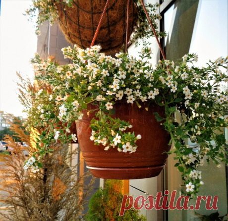 Цветущая бакопа украшает горд в кашпо)))😊🌼☀