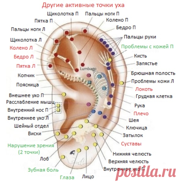 МАССАЖ УШНЫХ РАКОВИН Ушная раковина человека имеет множество активн ...