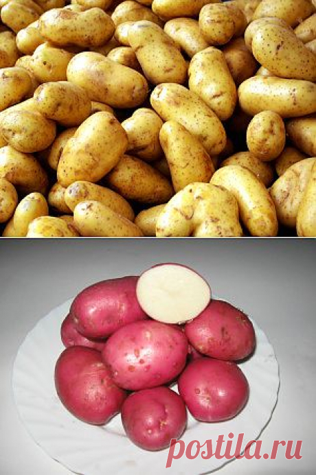 Характеристика сортов картофеля « Все о картофеле