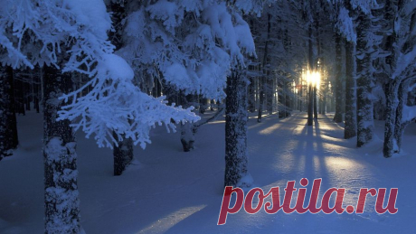 95010820_large_beautifulmagicalforestinwinter243180.jpg (899×506)