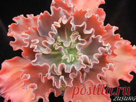 Сорт Echeveria