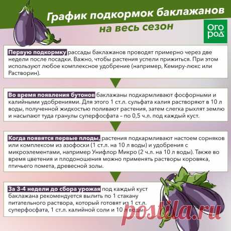 График подкормок баклажанов на весь сезон
 ПОДКОРМКИ ОВОЩЕЙ