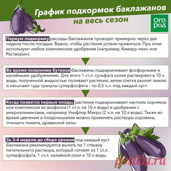 График подкормок баклажанов на весь сезон
