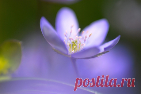 One blue, rozmytost, focus, flower, middle, wallpaper, photos, pictures.