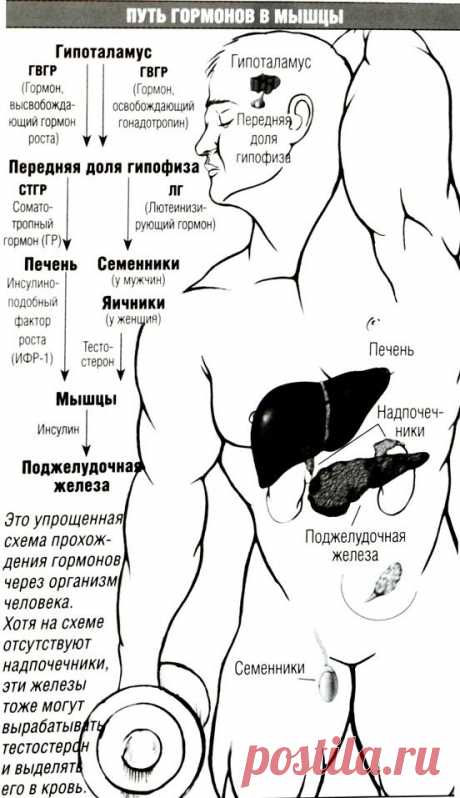 ГОРМОНЫ-Биология