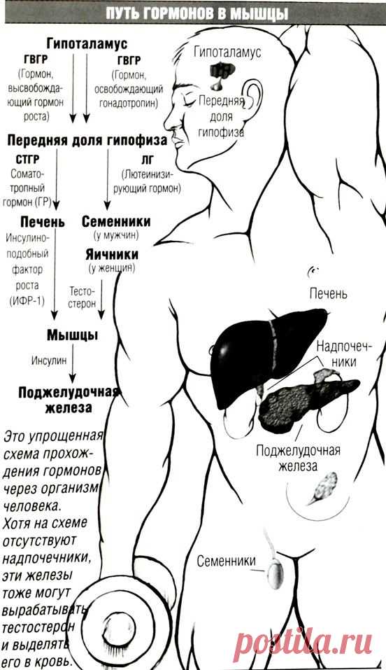 ГОРМОНЫ-Биология
