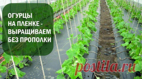 Как выращивать огурцы на пленке - Советы для садовода и огородника - Всё для сада и огорода - Каталог статей - Всё для жизни