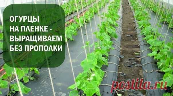 Как выращивать огурцы на пленке - Советы для садовода и огородника - Всё для сада и огорода - Каталог статей - Всё для жизни