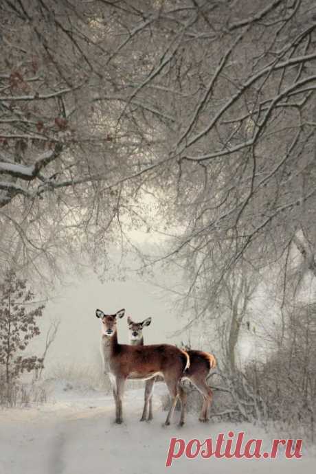 (35) (via Pinterest: Discover and save creative ideas) | I LOVE WINTER!!❄️❄️