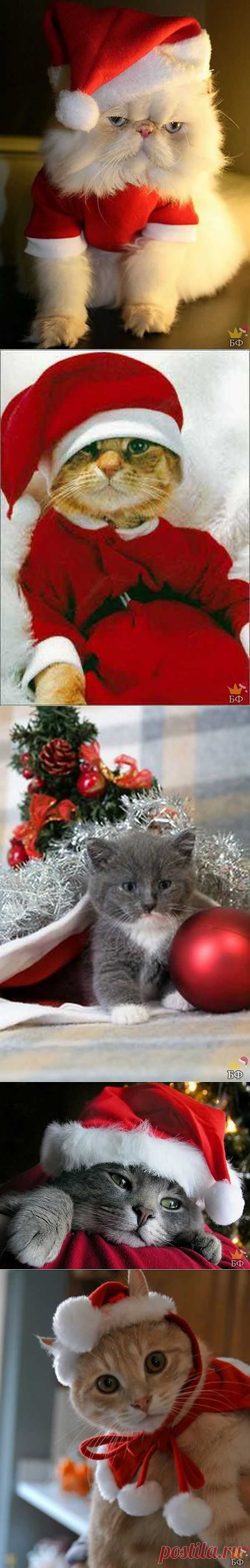 Новогодние коты » BezFishki.net - Страницы позитива. Ежедневно обновляемый развлекательный портал. Самые лучшие картинки и фото. Без фишки нет