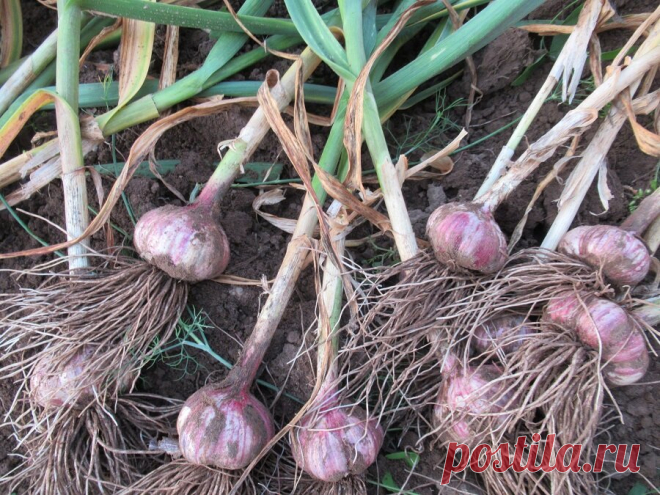 Для сушки чеснока после сбора урожая использую простой деревенский с ...