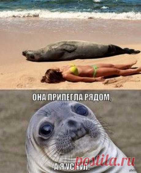 Смешное рядом