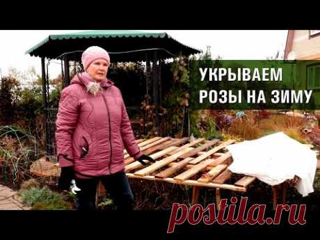 Обрезка роз осенью. Три способа укрытия роз на зиму.