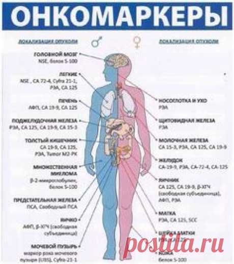 ОНКОМАРКЕРЫ Перечень онкомаркеров, которые имеют значение при диагностике злокачественных опухолей: - АФП (альфа-фетопротеин) - онкомаркер первичного рака печени. Данные получаемые по результатам теста на АПФ могут быть использованы для диагностики присутствия пороков п..