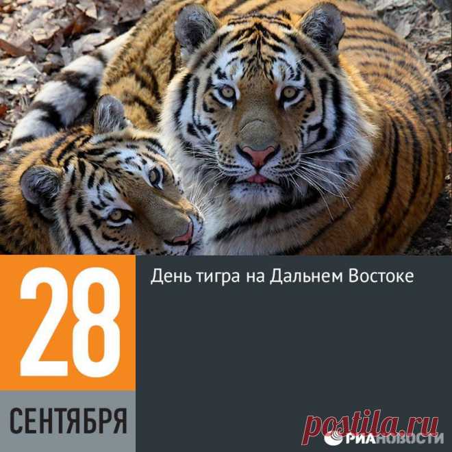 Facebook
В четвертое воскресенье сентября жители Дальнего Востока отмечают День тигра. В этом году праздник выпадает на 28 сентября. Идея проведения праздника возникла в 2000 году, а спустя год была поддержана администрацией Владивостока. Цель этого праздника — призвать всех неравнодушных к сохранению этого редкого и прекрасного животного. Это самый северный подвид тигров и, увы, один из самых малочисленных.