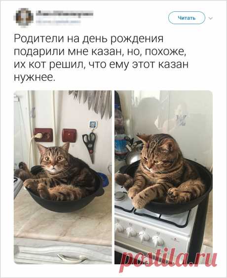 17 доказательств того, что интеллект животных гораздо выше, чем мы привыкли думать