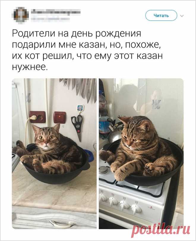 17 доказательств того, что интеллект животных гораздо выше, чем мы привыкли думать