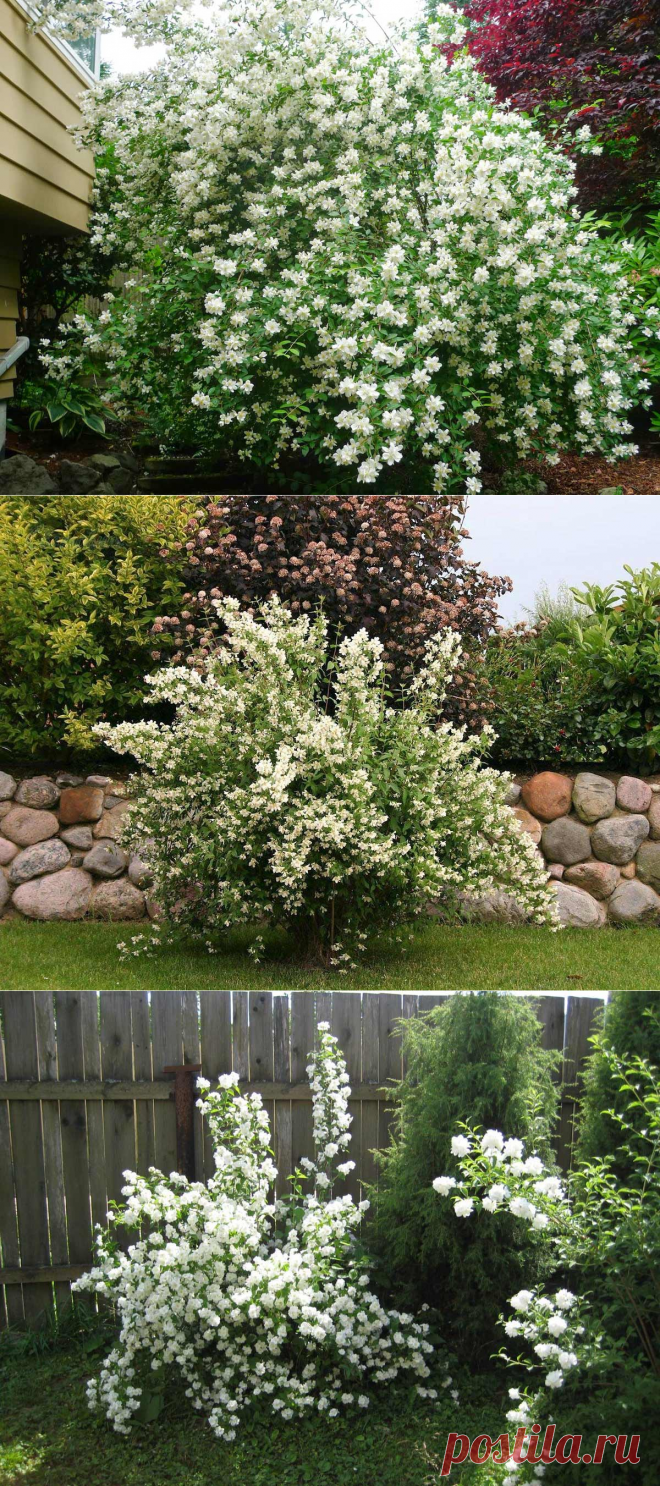 First year to bloom Dwarf Mock Orange F. D. Richards Flickr