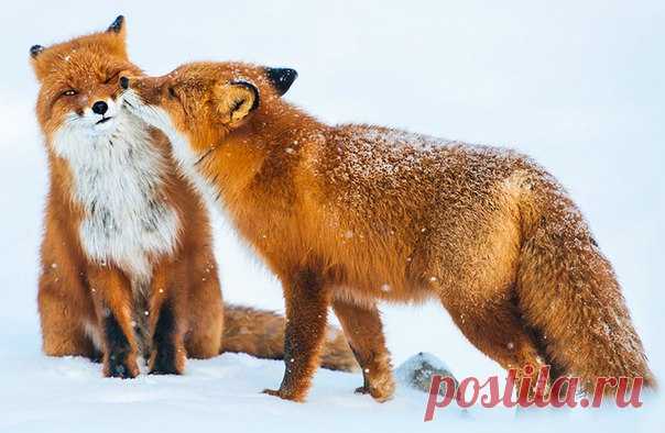 Рыжего восторга пост! ☺ Горный инженер с Чукотки фотографирует лис: ↪