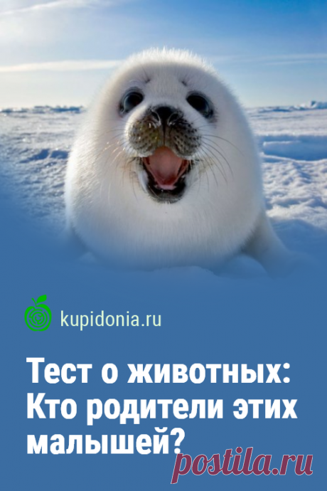 Тест о животных: Кто родители этих малышей? Угадай по фото. Мы подготовили для вас новый интересный тест из серии «Угадай по фотографии». Сегодня поговорим о животных и их детёнышах. Взгляните на этих очаровательных малышей и постарайтесь правильно назвать их родителей. Проверьте ваши знания!