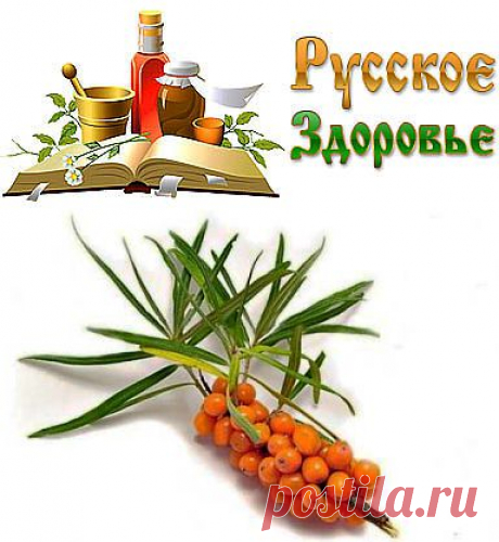 Соберите листья облепихи