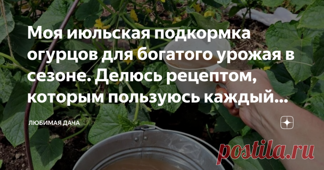 Моя июльская подкормка огурцов для богатого урожая в сезоне. Делюсь рецептом, которым пользуюсь каждый год У многих огородников огурцы начинают обильно плодоносить уже в начале июля, поэтому в это время важно уделить растениям немного внимания, чтобы получить хороший урожай - я в этот период обязательно вношу подкормки.
В результате этого листья растений сохраняют насыщенный зеленый цвет, цветочки не опадают, а завязи активно формируются.
Огурцы очень требовательны к услов...