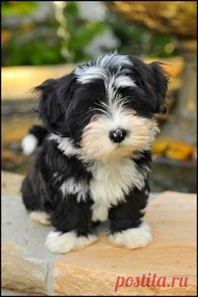 10 Dogs That Are Ideal For Small Apartments