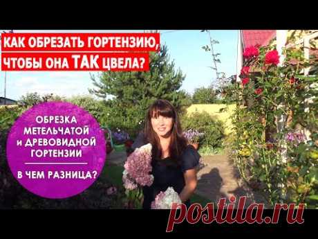 ОБРЕЗКА ГОРТЕНЗИИ ОСЕНЬЮ. Как обрезать метельчатую и древовидную гортензии - В ЧЕМ РАЗНИЦА?