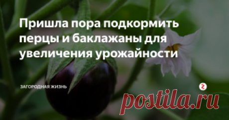 Пришла пора подкормить перцы и баклажаны  для увеличения урожайности  Перцы и баклажаны уже освоились в открытом грунте, прижились, набрали зеленую массу, цветут и завязи маленькие уже появились.   Пришла пора дать растениям толчок для начала нормального плодоношения. Таким толчком является удобрение с преобладанием калия.
В качестве калийного удобрения прекрасно подойдет древесная зола, ведь в ней высокое содержание калия.  Калий необходим растениям для налива плод