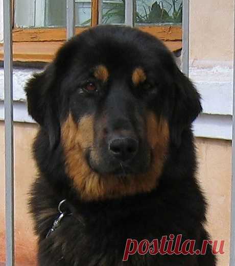 &quot;Волчица&quot;.
