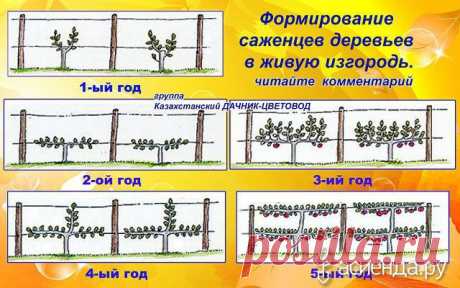 Как и обещала продолжим обучаться обрезке деревьев, кустарников.: Группа Плодовые деревья и кустарники