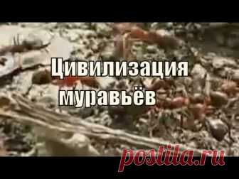 Муравьи атта – фото и описание