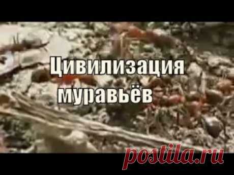 Муравьи атта – фото и описание
