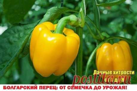 Болгарский перец — посадка, выращивание, уход