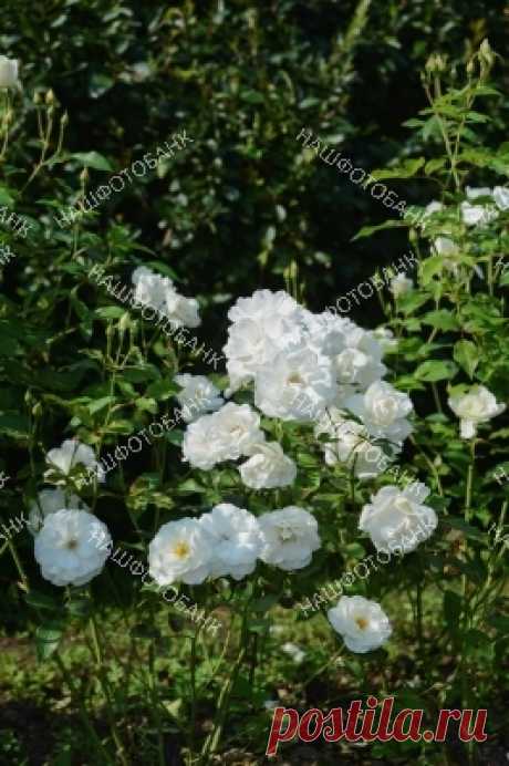 Белые розы в саду Красивые цветы белых роз в саду в парке солнечным летним днём. Садоводство, цветы в природе.