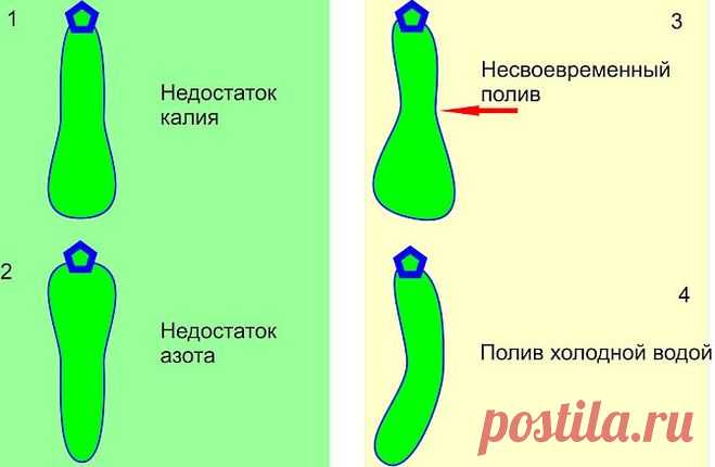 Чего не хватает огурцам?