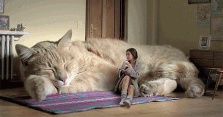 Плейкаст «С ДНЁМ КОШЕК!!!!!!»