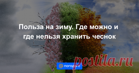 Польза на зиму. Где можно и где нельзя хранить чеснок Чеснок легко может пролежать у вас всю зиму, если вы запасете его сейчас, неважно, купите или будете хранить тот, что вырос у вас на огороде.
