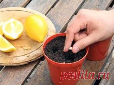 Уход и условия выращивания лимона в домашних условиях, грунт, полив, пересадка. Сорта и виды лимона с фото