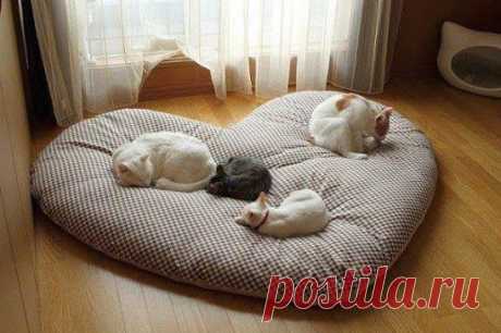 Кошачья кровать