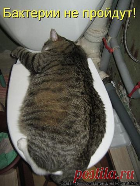 кот