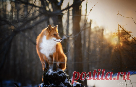 Обои зима, лес, природа, животное, лисица, Наталия Поникарова картинки на рабочий стол, раздел животные - скачать
