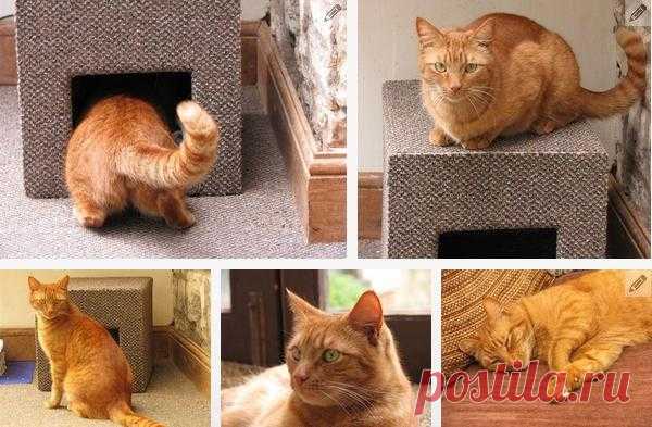 Домик для кошки из картонной коробки