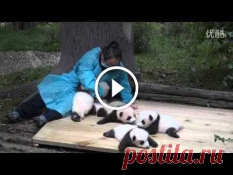 Baby Pandas Looking For Hugs